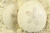 Two Fossil Sand Dollars (Scutella) - France #359686-1